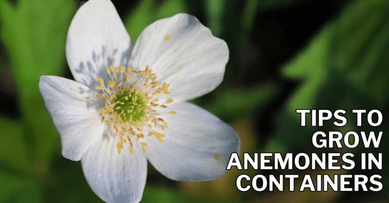 Best Tips To Grow Anemones In Containers