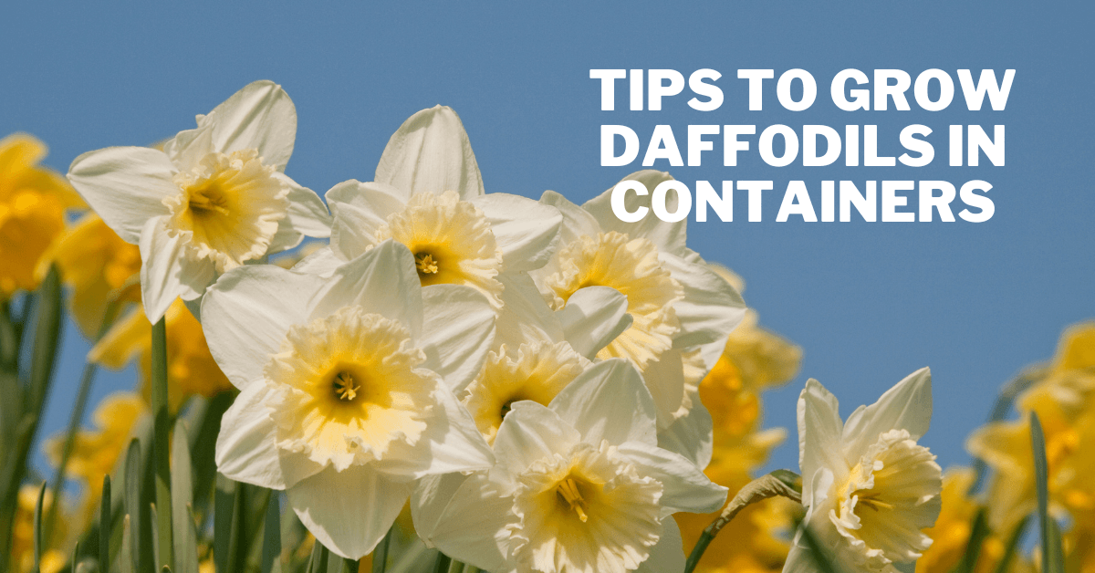 Best Tips To Grow Daffodils In Containers