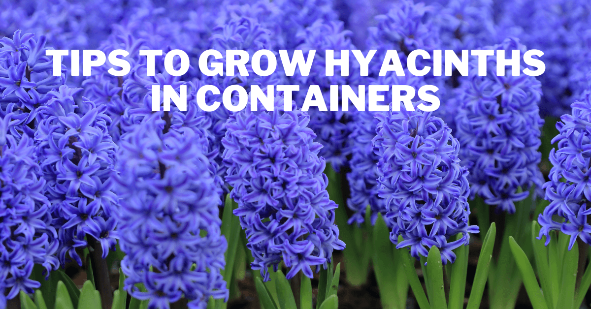 Tips To Grow Hyacinths In Containers