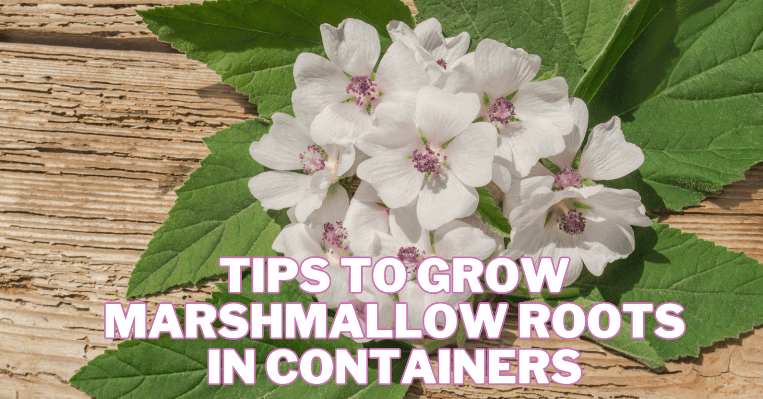 Marsmaallow Root Best Tips To Grow Marshmallow Roots In Containers In 2026