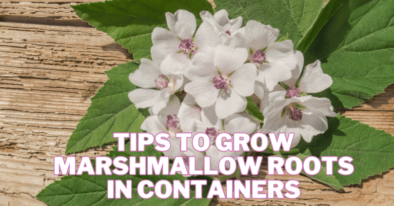 Best Tips To Grow Marshmallow Roots In Containers
