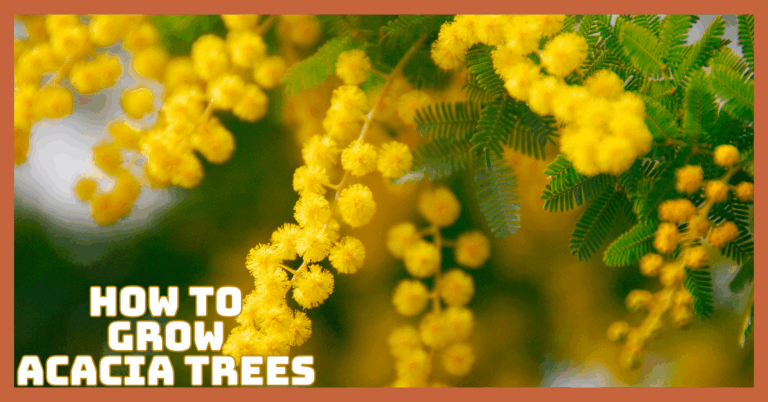 How To Grow Acacia Trees