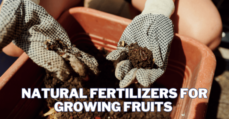 Natural Fertilizers For Growing Fruits