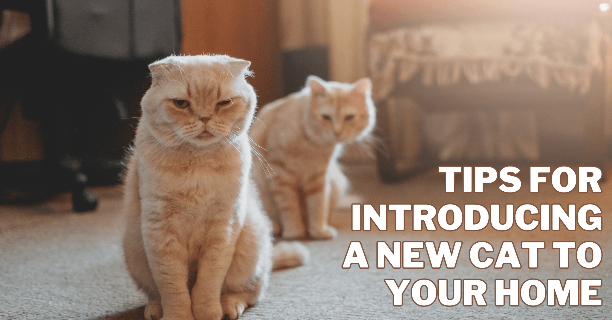 Tips For Introducing A New Cat To Your Home