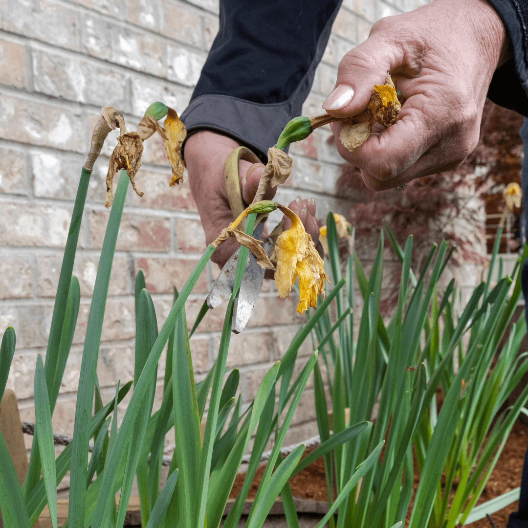 Deadheading