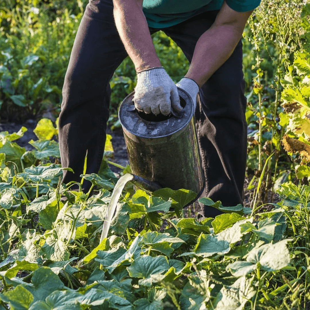 Green Tea Compost