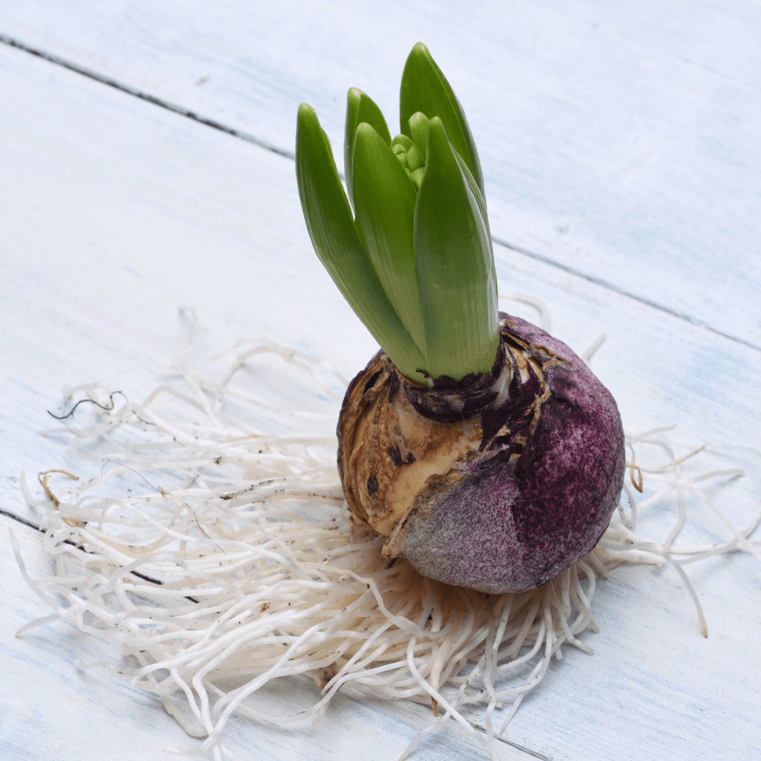 Harvesting Your Hyacinths
