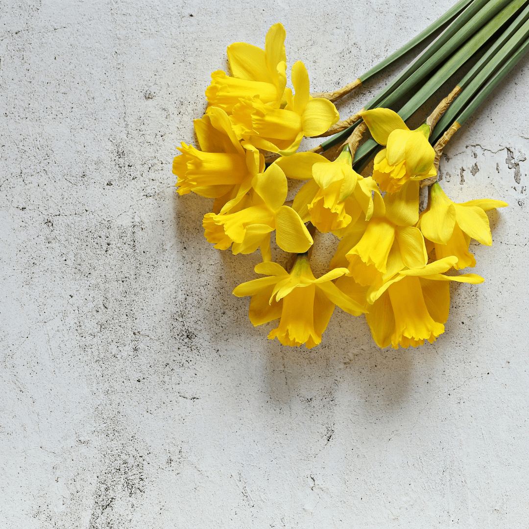 Harvesting And Storing Daffodils