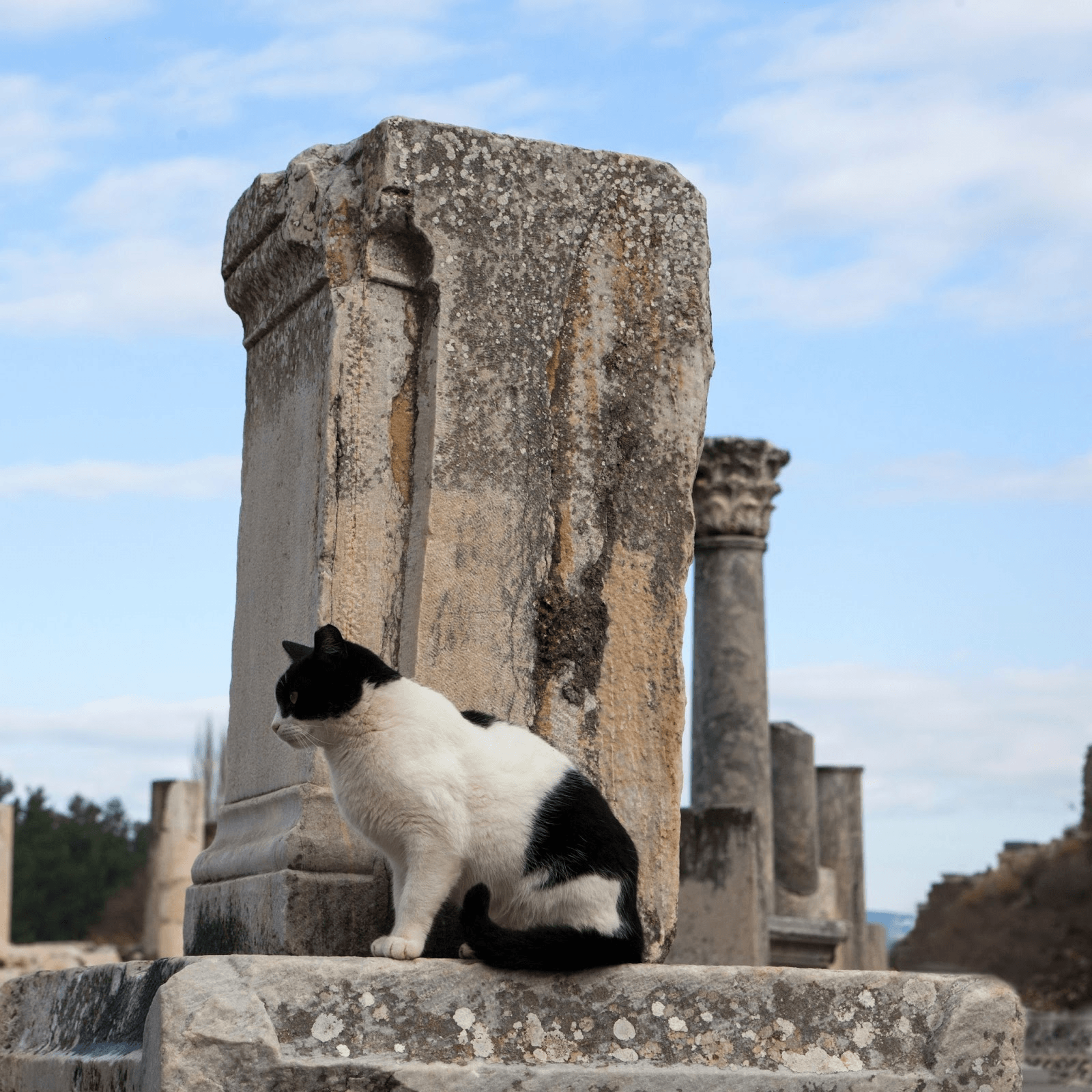 Cats In Ancient Greece And Rome