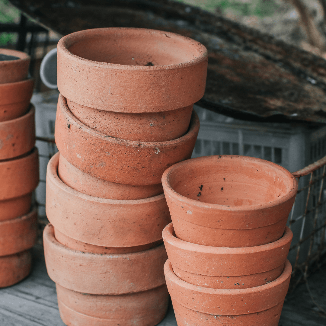 Container Selection To Grow Siberian Squill