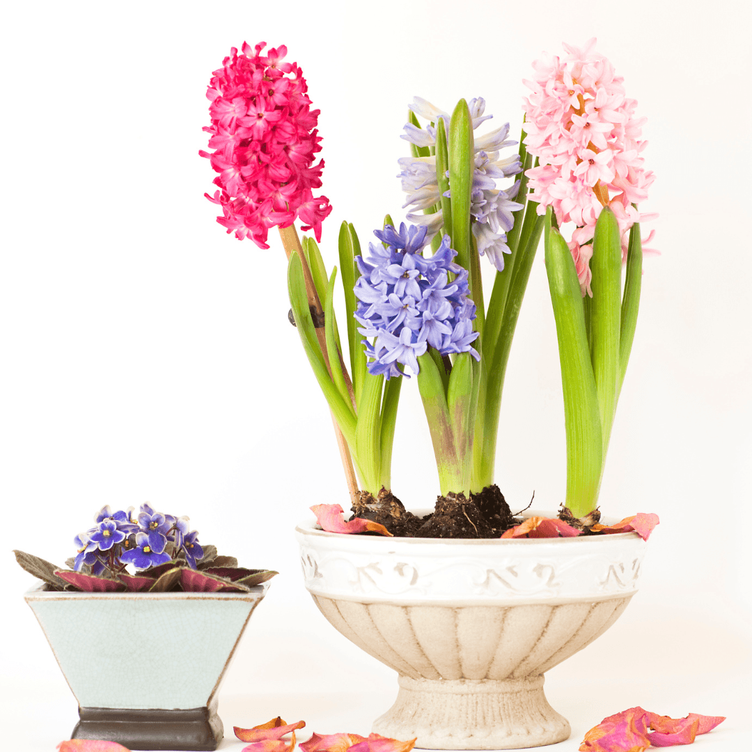 Grow Hyacinths In Containers