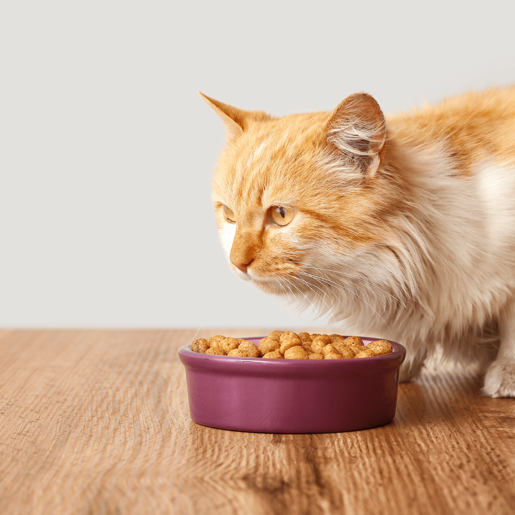 Importance Of Choosing The Right Cat Food