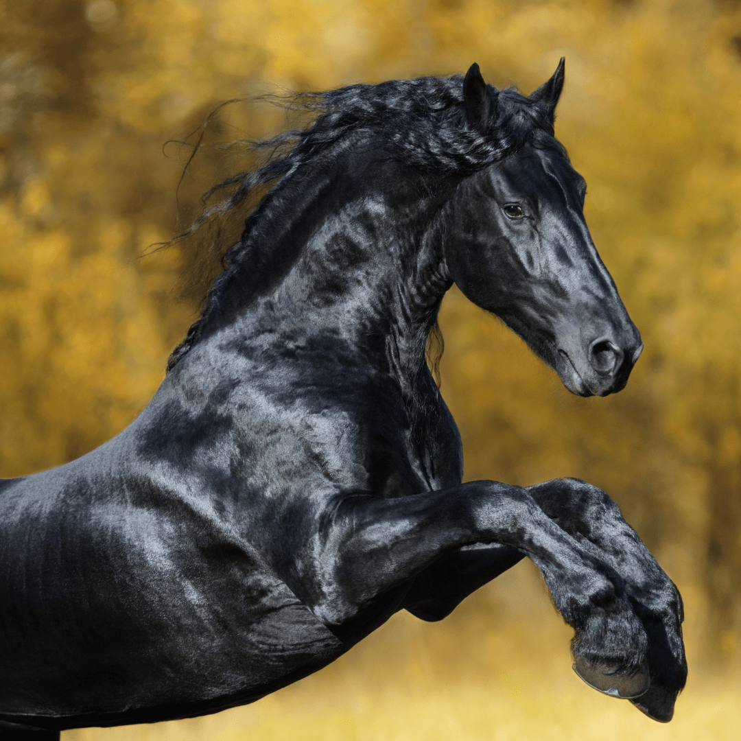 Friesian Sport Horse