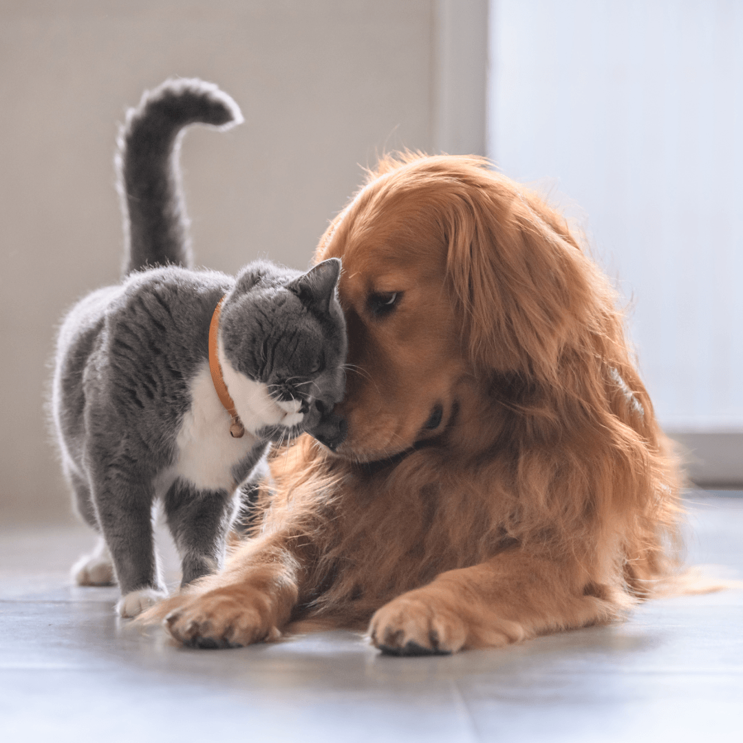 Gradual Introduction To Other Pets