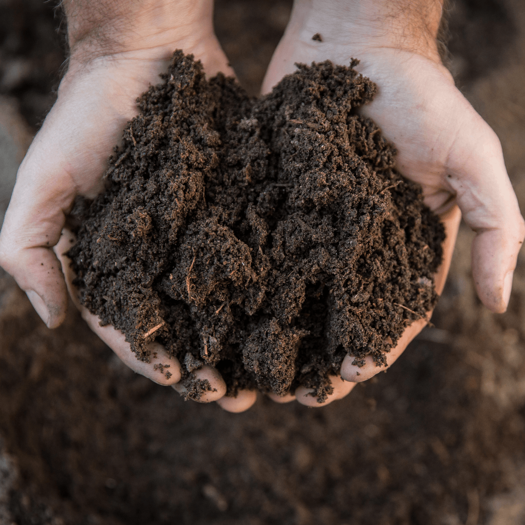 Well-Draining Soil To Grow Siberian Squills