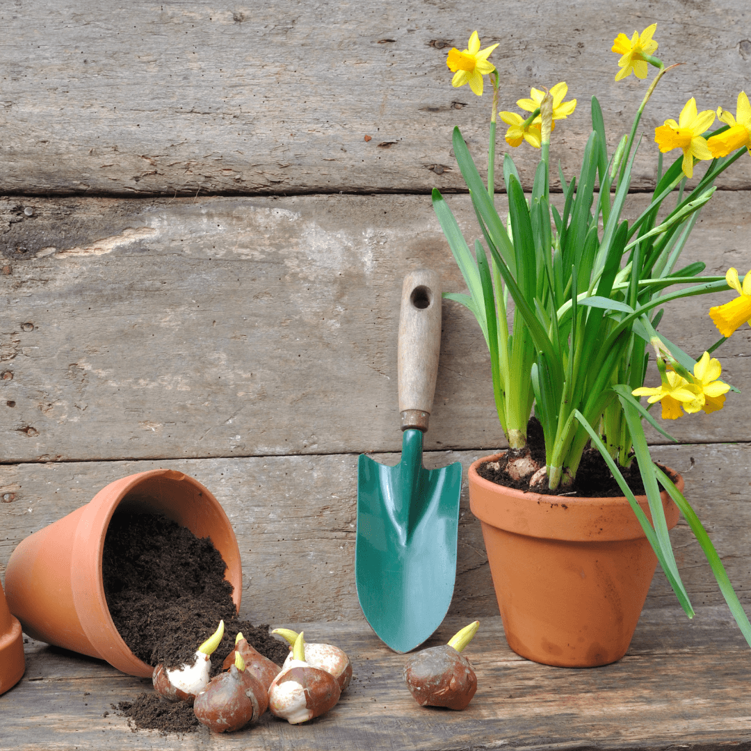 Bulb Planting