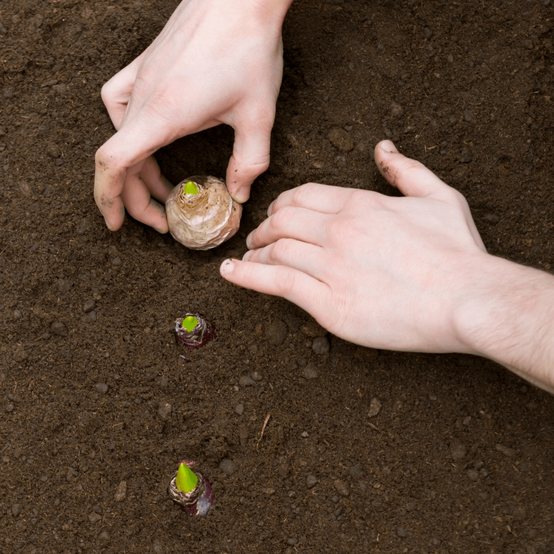 Planting Siberian Squill Bulbs