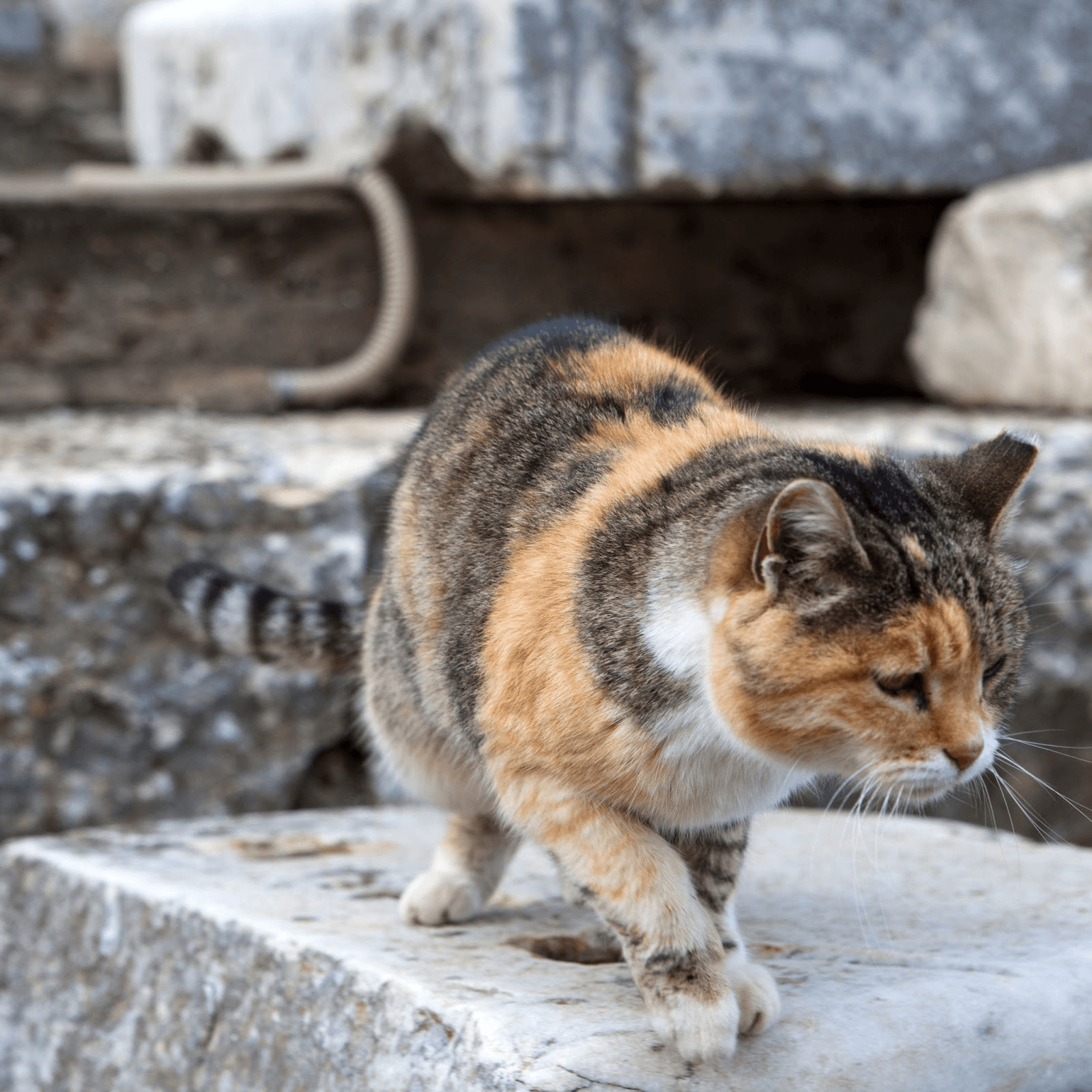 Cats In Mesopotamia
