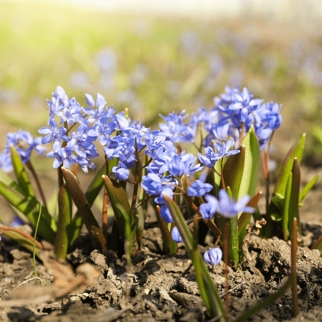 Sunlight Requirements For Siberian Squills