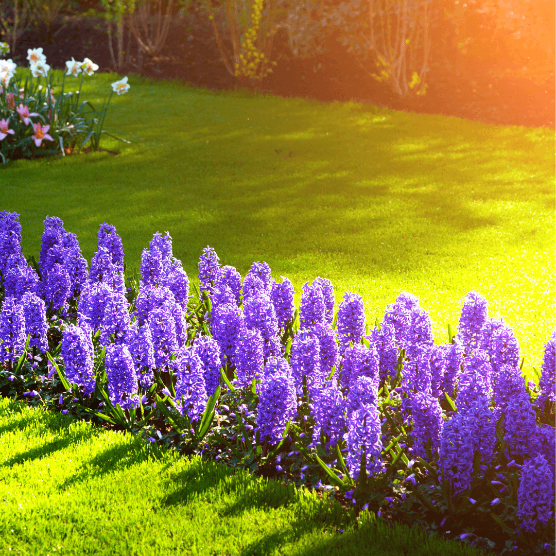 Sunlight Requirements To Grow Hyacinths In Containers