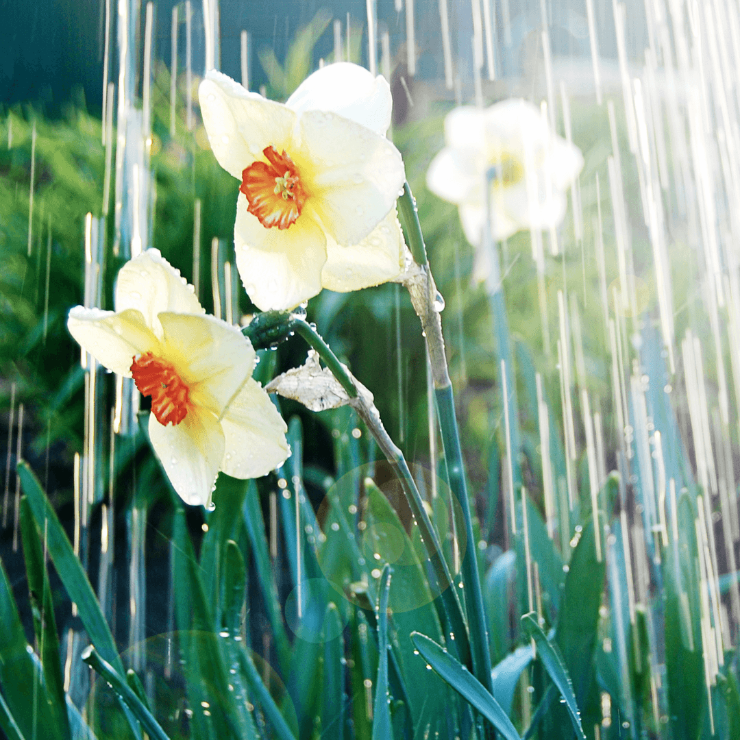 Watering