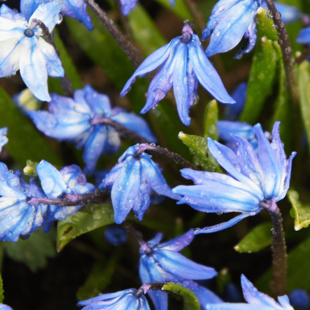 Watering Siberian Squills In Containers