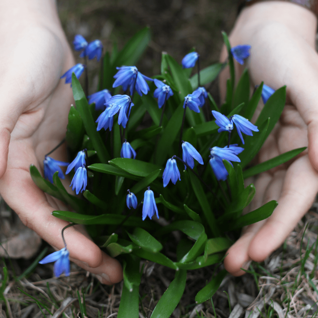 Cold Treatment For Siberian Squill Bulbs