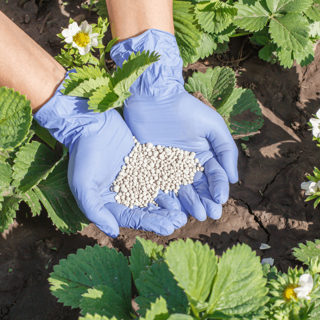 Fertilization Of Your Hyacinths