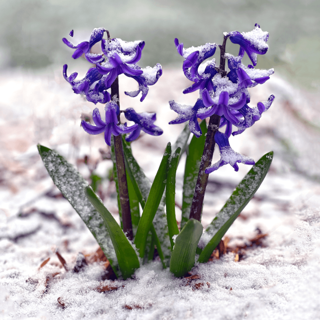 Cold Treatment For Your Hyacinth Bulbs