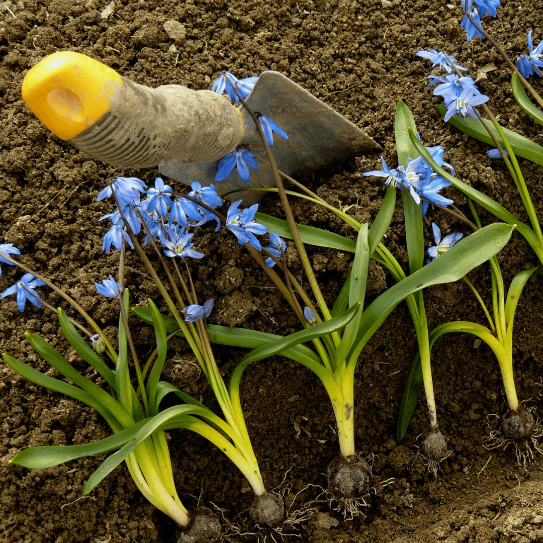 Naturalizing Siberian Squills