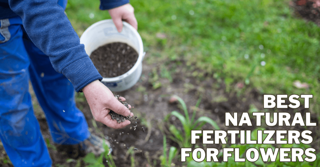 Best Natural Fertilizers For Flowers 2024 Close To Nature