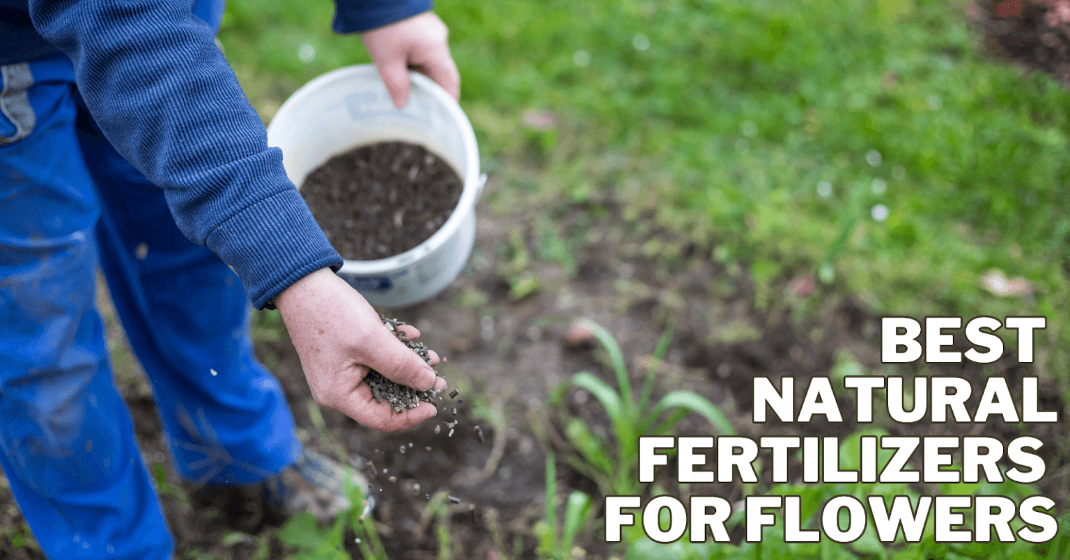 Best Natural Fertilizers For Flowers 2024 Close To Nature