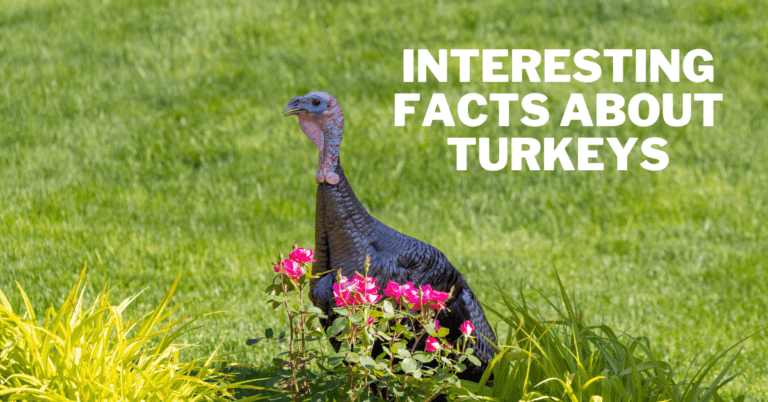 Interesting Facts About Turkeys