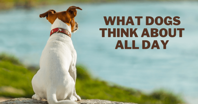 What Dogs Think About All Day