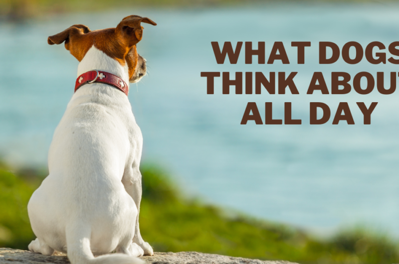 What Dogs Think About All Day