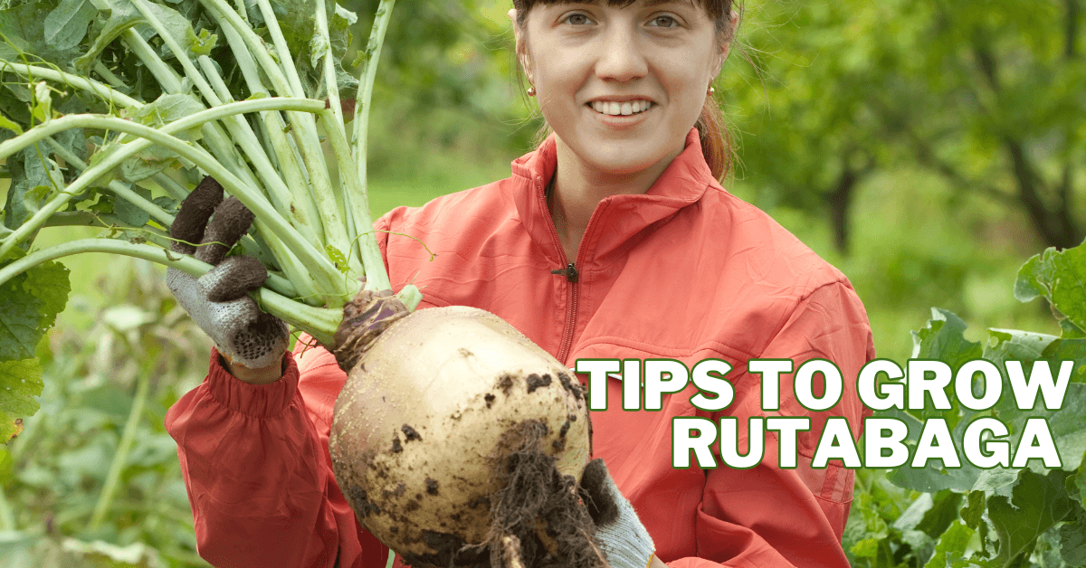 Best Tips To Grow Rutabaga