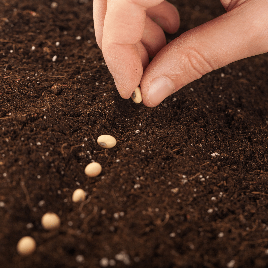 Planting From Seeds Or Seedlings
