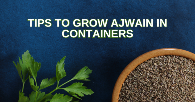 Best Tips To Grow Ajwain In Containers | Updated In 2024