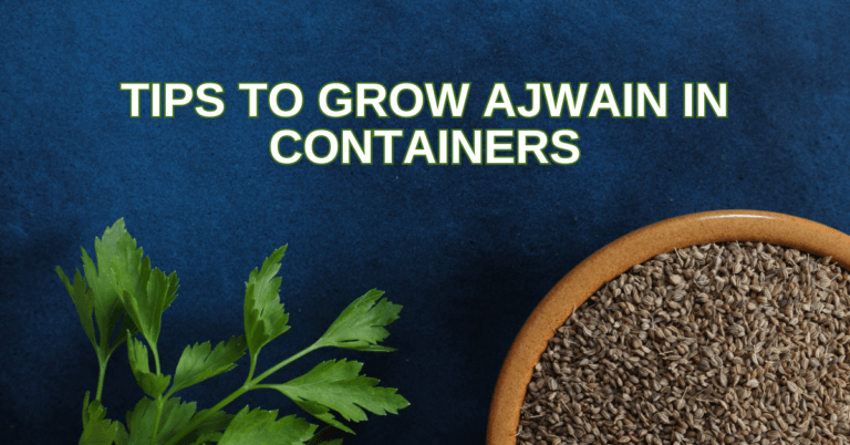 Best Tips To Grow Ajwain In Containers
