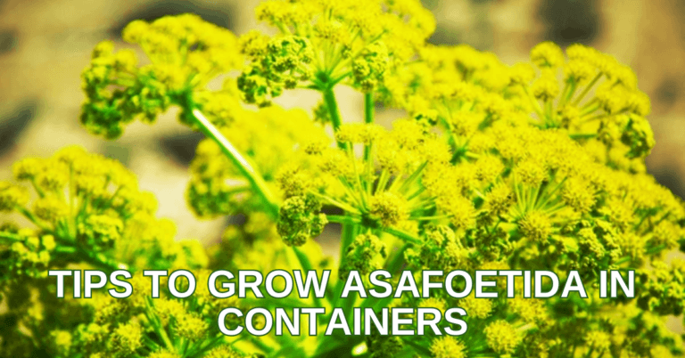 Best Tips To Grow Asafoetida In Containers