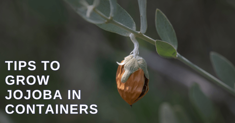 Best Tips To Grow Jojoba In Containers