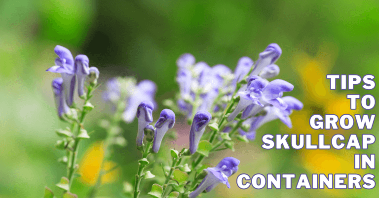 Best Tips To Grow Skullcap In Containers