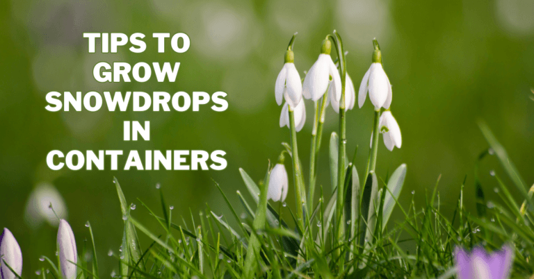 Best Tips To Grow Snowdrops In Containers
