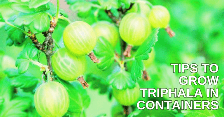 Best Tips To Grow Triphala In Containers