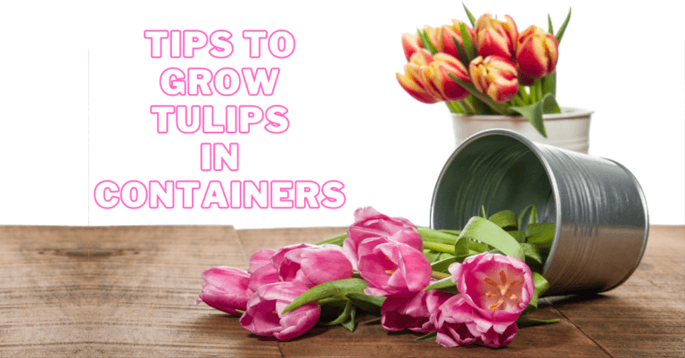Best Tips To Grow Tulips In Containers