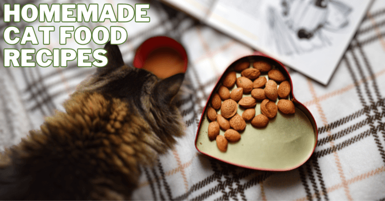 Best Homemade Cat Food Recipes