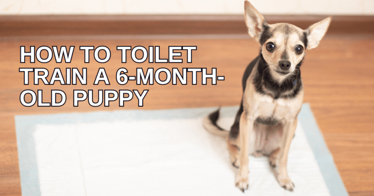 How To Toilet Train A 6-Month-Old Puppy