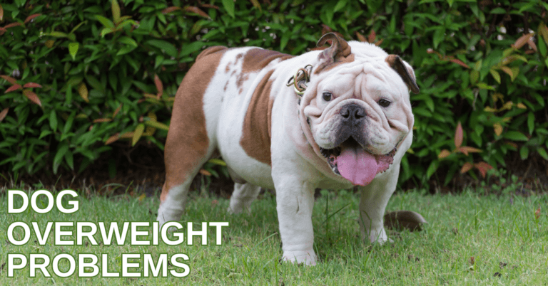 Solutions To Dog Overweight Problems