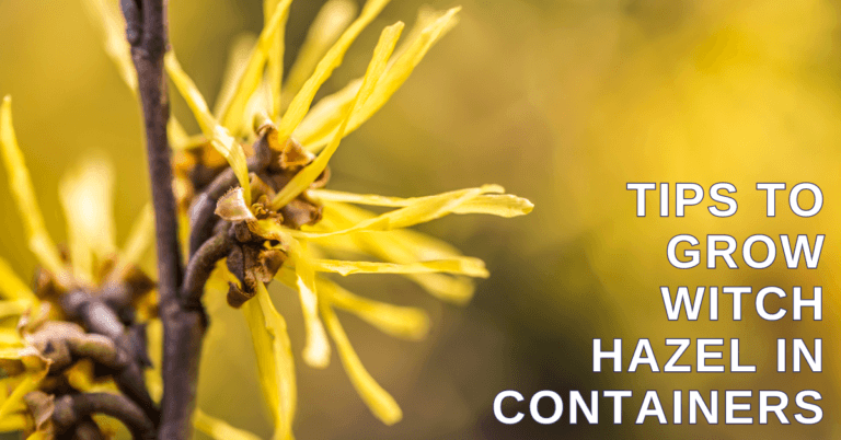 Best Tips To Grow Witch Hazel In Containers