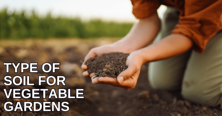 Best Type Of Soil For Vegetable Gardens